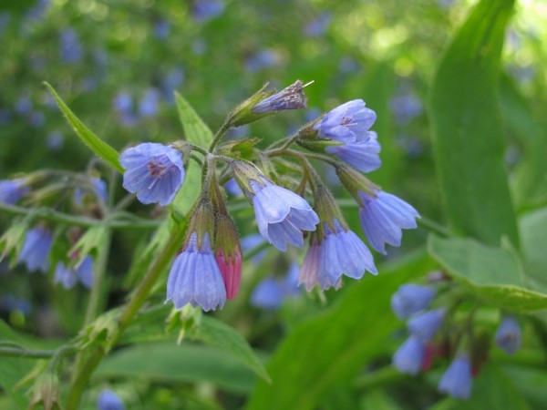 Beinwell - Symphytum azureum